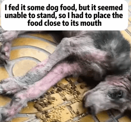 T0909070 Rescue dog Tatcha rescue animals adoptdontshop petlover dog part2