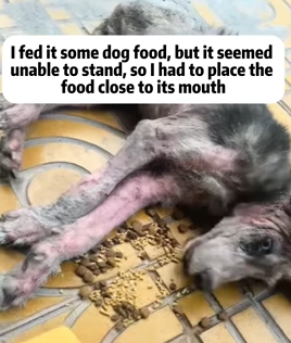 T0909070 Rescue dog Tatcha rescue animals adoptdontshop petlover dog part2