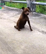 T0909064 King of Toys Two Legs Strong animalrescueusa rescuedoglife adoptd part2