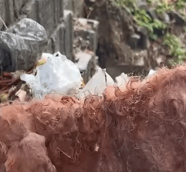 T0909068 poor dog looking for food in the dump part2