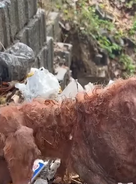 T0909068 poor dog looking for food in the dump part2