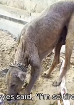 T0909058 From Bare Skin to Shiny Fur rescuestory adoptdontshop re scueanimal part2