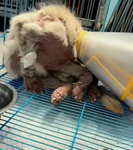 T0909067 Please love and protect these lovely animals animals animal loveani part2