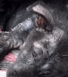 T0909059 From Dumpster to Dream Life animalrescueusa rescuedoglife adoptdon part2