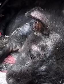 T0909059 From Dumpster to Dream Life animalrescueusa rescuedoglife adoptdon part2