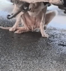 T0909055 dog skinny to the bone that has been hit by car par2