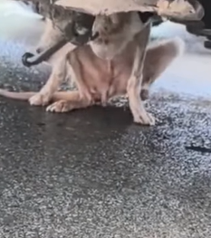 T0909055 dog skinny to the bone that has been hit by car par2