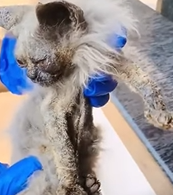 T0909060 From Street Dust to Hope animals fyp dogsoftiktok foryoupage pet part2