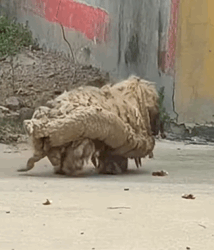 T0909081 The Road to Healing Rescuing Happy dogsoftiktok rescuedog doglover part2