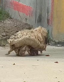 T0909081 The Road to Healing Rescuing Happy dogsoftiktok rescuedog doglover part2