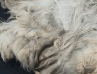 T0909076 The abandoned dog also wants to be loved part2