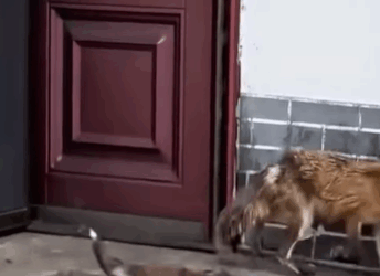 T0909078 The mother fox brought her baby to humans for care part2