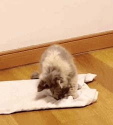 T0909080 The poor cat was left behind animals animal loveanimals fyp cats part2