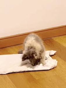 T0909080 The poor cat was left behind animals animal loveanimals fyp cats part2