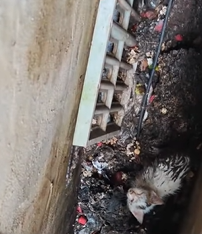 T0909071 Rescue kittens from stinky drain fyp rescue animals cat catsoft part2