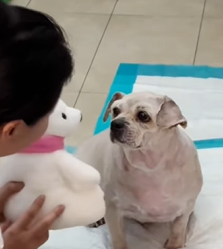 T0909072 Rescue Love Repeat My Dog Transformation Story fyp animals part2