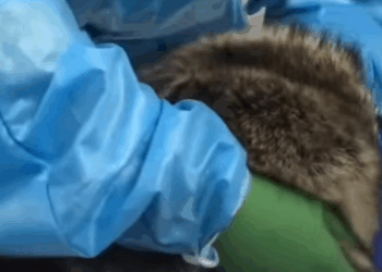 T0111018 Man rescues raccoon stuck in trash can animals animalsoftiktok part2