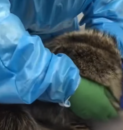 T0111018 Man rescues raccoon stuck in trash can animals animalsoftiktok part2