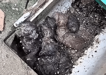 T0111004 cat catsoftiktok poorcat part2