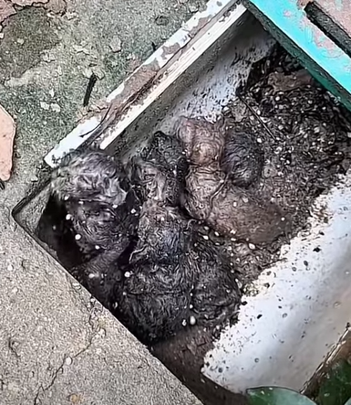 T0111004 cat catsoftiktok poorcat part2