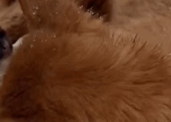 T0111032 dog foryou tiktok dogsoftiktok straydog doglove rescuedog part2