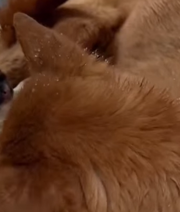 T0111032 dog foryou tiktok dogsoftiktok straydog doglove rescuedog part2