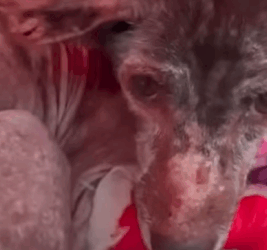 T0111011 Dogs can protect themselves they need you RescueDog Adopt part2