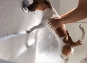 T0111031 This worker rescued dog and adopted it animals animalsoftiktok part2