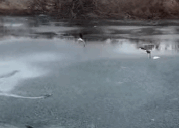 T0111013 From fear to family part2