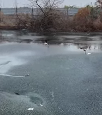 T0111013 From fear to family part2