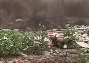 T0111006 dog dogsoftiktok poordog rescuedog part2