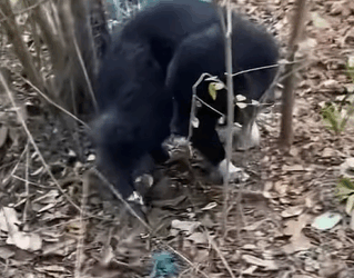 T0111038 dog foryou tiktok dogsoftiktok straydog doglove rescuedog part2