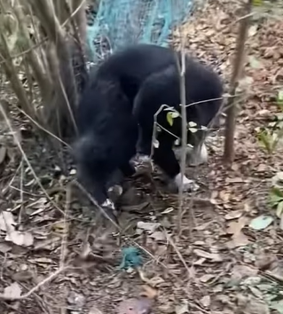 T0111038 dog foryou tiktok dogsoftiktok straydog doglove rescuedog part2