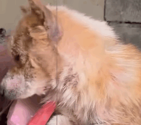 T0111022 Rescue dog that is full of vigilance and fear towards humans puppy part2