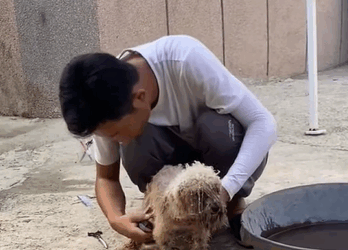 T0111033 dogsoftiktok straydog rescuedog doglove foryou tiktok dog part2