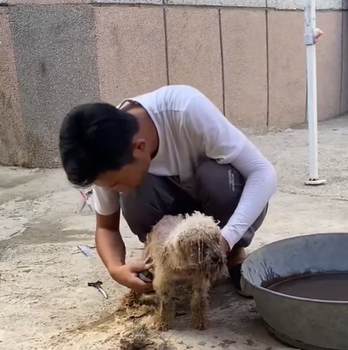 T0111033 dogsoftiktok straydog rescuedog doglove foryou tiktok dog part2