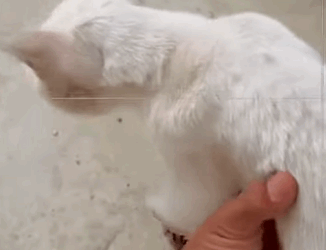 T0111023 Rescue kitten with broken leg kitty cat kittycat kittycatsoft part2