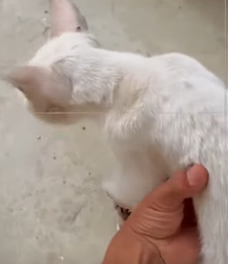 T0111023 Rescue kitten with broken leg kitty cat kittycat kittycatsoft part2