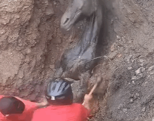 T0111001 All they need is love part2