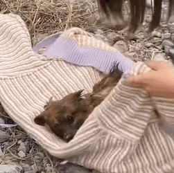 T0111027 Rescue puppy that has fallen into the water part2