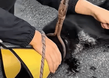 T0111015 Rescue Animal part2