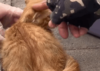 T0111020 Rescue an injured kitten part2