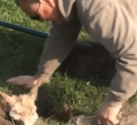 T0111014 Hero Farmer Rescues Lost Alpaca part2