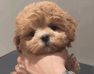 T0111035 Can the poor little dog see his mother again puppy dog dogsoftiktok part2