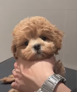 T0111035 Can the poor little dog see his mother again puppy dog dogsoftiktok part2
