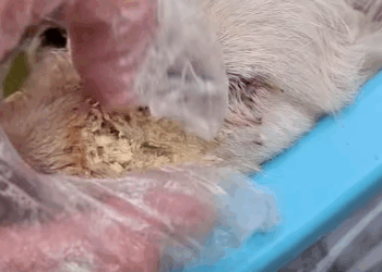 T0111025 Rescue puppy full of maggots part2