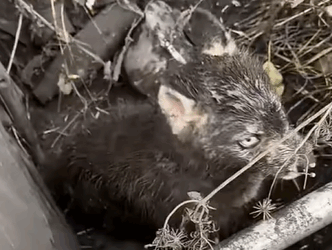 T0111036 dog foryou tiktok dogsoftiktok straydog doglove rescuedog part2