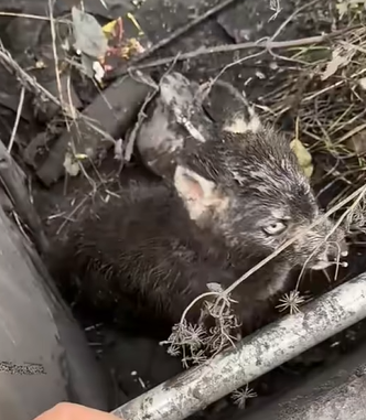 T0111036 dog foryou tiktok dogsoftiktok straydog doglove rescuedog part2