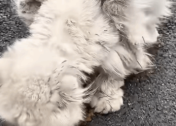 T0111002 cat catsoftiktok poorcat part2