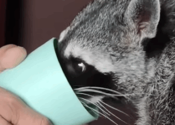 T0111019 Man rescues trapped raccoon and then animals animalsoftiktok part2